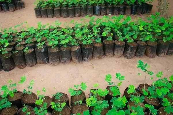 BOLSAS PARA VIVERO Y SEMILLERO